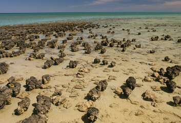 Stromatolite