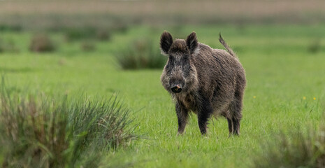Wildschwein in der Wiese