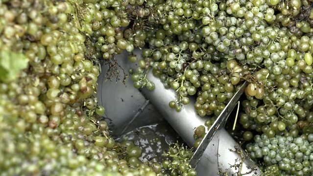 Wine factory, grape processing metal machine squeezing. Making Wine At Winery Grape sheller at the work with white grapes.