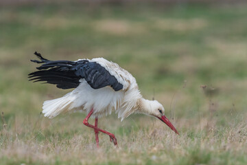 white stork walking in the meadow