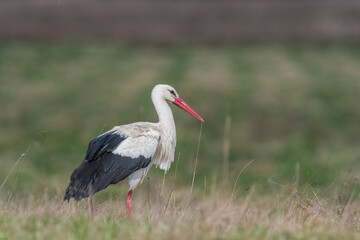 Fototapeta premium white stork walking in the meadow