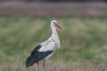 white stork walking in the meadow
