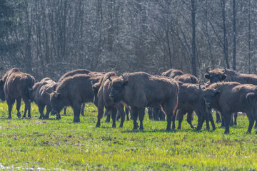 outdoor bison in the wild