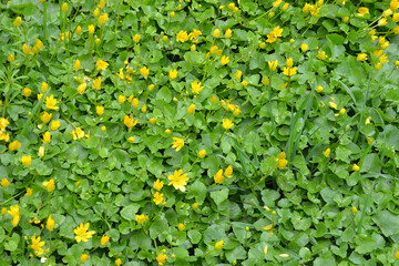 Bright green floral texture of leaves and yellow flowers of Ficaria verna. Beautiful natural background with a harbinger of spring - fig buttercup