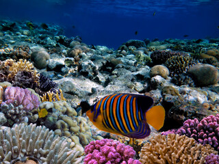 Fototapeta na wymiar Hard coral, Red Sea, Sharm El Sheikh.