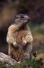 Marmotta delle Alpi (Marmota marmota) Marmot of the Alps