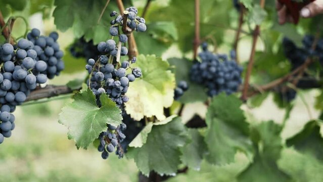 Cutting a bunch of ripe grapes. Harvest and viticulture concept. Grapes harvesting. Close-up of ripe grapes on a vine for the preparation of wine.