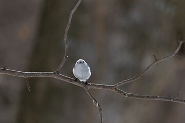シマエナガ  Long-tailed tit　雪の妖精 Snow Fairy 