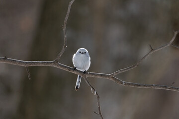 シマエナガ  Long-tailed tit　雪の妖精 Snow Fairy 