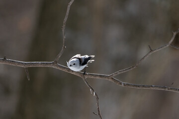 シマエナガ  Long-tailed tit　雪の妖精 Snow Fairy 