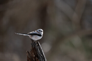 シマエナガ  Long-tailed tit　雪の妖精 Snow Fairy 