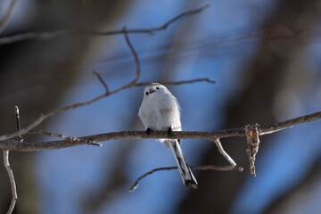 シマエナガ  Long-tailed tit　雪の妖精 Snow Fairy 