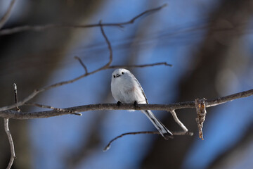 シマエナガ  Long-tailed tit　雪の妖精 Snow Fairy 