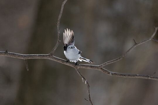 シマエナガ  Long-tailed tit　雪の妖精 Snow Fairy 