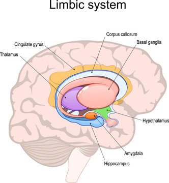 limbic system. Cross section of the human brain