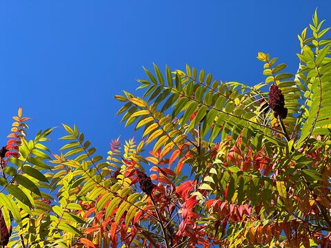 Autumn leaves tree against blue sky. Fall rhus typhina, staghorn sumac, sumac vinaigrier.