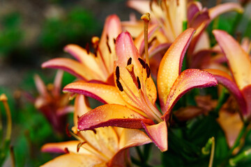 Different flowers of the lily plant.