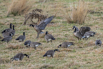 Grazing Cackling Geese (Branta hutchinsii)
