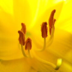 Different flowers of the lily plant.