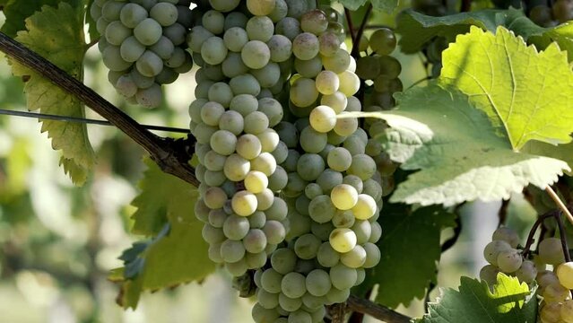 Cutting a bunch of ripe grapes. Harvest and viticulture concept. Grapes harvesting. Close-up of ripe grapes on a vine for the preparation of wine.