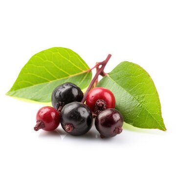 Salal Berry fruit isolated on white background. Generative AI
