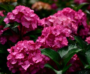 Closeup of beautiful pink Seaside Serenade Hamptons Hydrangea flowers blooming in a garden