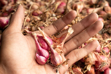 a collection of red onions that have not been peeled in the palm of the hand