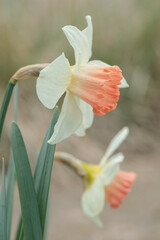 Obraz premium Large cupped daffodil with white petals and pink corona.