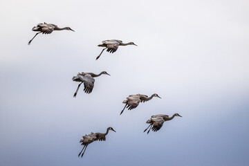 Landing Sandhill Cranes (Antigone canadensis)