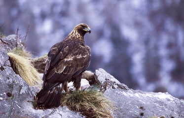 Golden eagle  (Aquila chrysaetos)	
