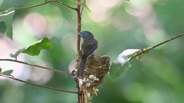 Black-naped Monarch, Hypothymis azurea, Kaeng Krachan National Park