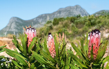 Narrow-leaved sugarbush (Protea nerifolia. A close up of pink narrow-leaved sugarbush flowers alongside the Robinson Pass, Western Cape. - obrazy, fototapety, plakaty