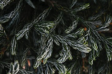 branches of pine,tree, branch, pine, christmas, fir, nature, green, spruce, winter, plant, evergreen, needle, needles, decoration, holiday, season, snow, forest, twig, xmas, close-up, macro, leaf, con