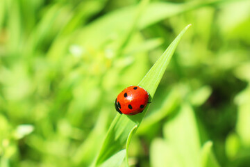Fototapeta premium ladybug on a blade of grass in a meadow