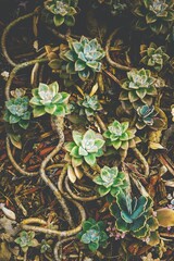 succulents, nature, plant, tree, leaf, forest, garden, leaves, wall, moss, spring, texture, wood, ivy, water, summer