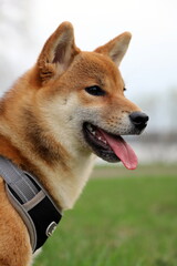 portrait of a dog