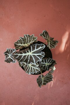 plant in a pot, pot, leaves, tree, fir, pine, holiday, branch, plant, nature, green, winter, xmas, cone, spruce, isolated, celebration, season, cactus, ornament, pot, flower, w reath, evergreen, festi