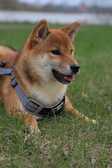 portrait of a red dog