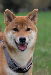 portrait of a red dog