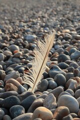 Obraz premium Feather on the beach pebbles - summer wallpaper