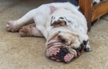 Tired Bulldog sleeping on the sand