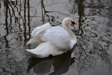 Obraz premium Mute swan (Cygnus olor) portrait