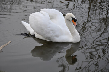Naklejka premium Mute swan (Cygnus olor) portrait