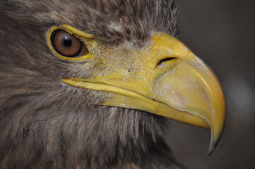 White-tailed eagle (Haliaeetus albicilla) portrait