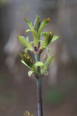 buds of a tree