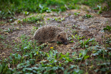 Full length image of a hedgehog sits on the ground