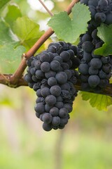 Vertical shot of fresh black grapes on the blurred background