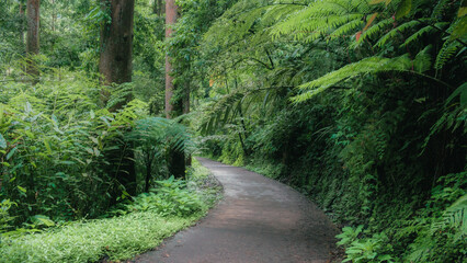 footpath in the forest