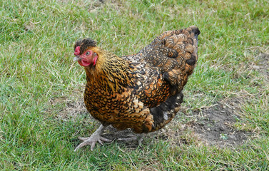 A golden laced Wyandotte chicken walking on grass. 