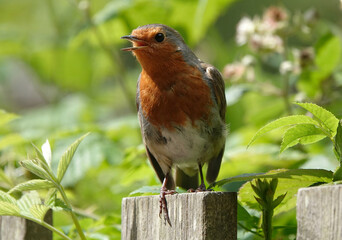 Closeup of a singing European robin perching on a fence.  